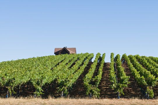 Vineyard