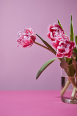 Bouquet of flowering pink tulips on a pink background