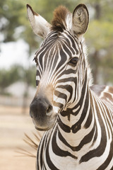Fototapeta na wymiar beautiful zebra