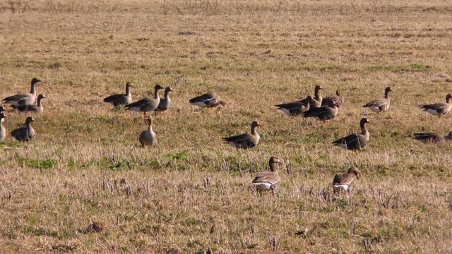Wild geese resting on the field during the flight. Seasonal Migration of a flock of birds.