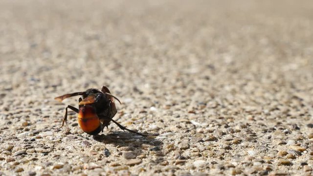  wasp is a solitary winged insect with a narrow waist have orange  and black colors. wasp is a poisonous insect.