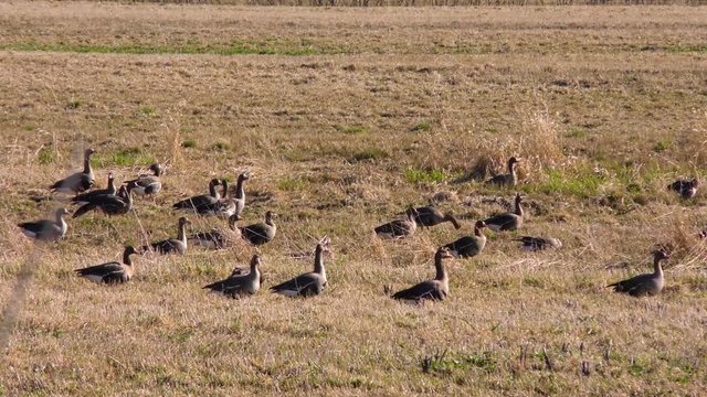 Wild geese resting on the field after the flight. Seasonal Migration of a flock of birds. 