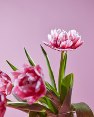 Flowers tulips with green leaves on a pink background