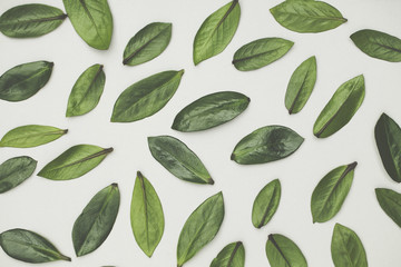 Green leaves arranged on a white background. Lay flat background