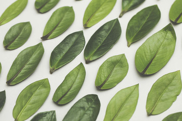 Green leaves arranged on a white background. Lay flat background
