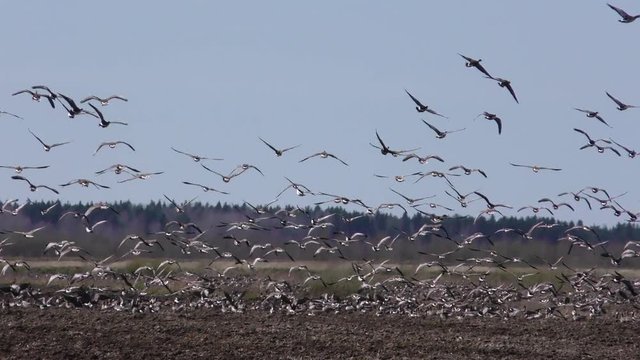 Rise of wild geese from the field. Migration of the flock of birds to the North. 