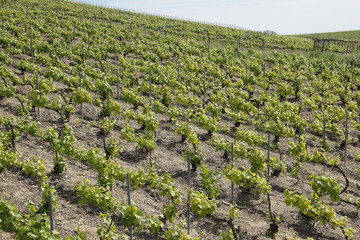 Vignes