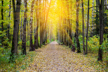 Road in the forest