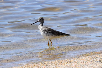 Sandpiper in Maine