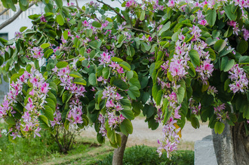 Bauhinia variegata Orchid tree blooming in springtime