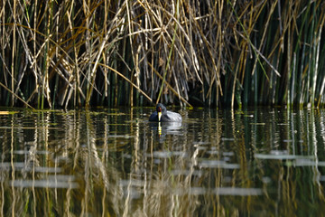 Focha andina (fulica ardesiaca)
