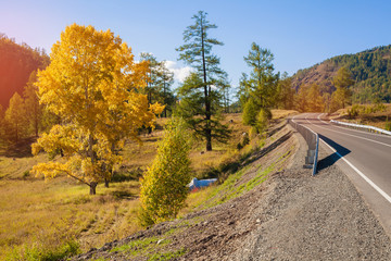 Yellow poplar tree grows near the road. The country road runs along the mountains and yellow - green trees.