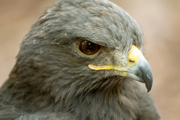 Auger Buzzard