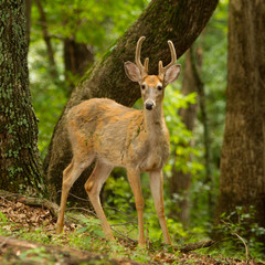 Whitetail Deer in the Woods