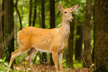 Naklejka na ściany i meble Whitetail Deer in the Woods