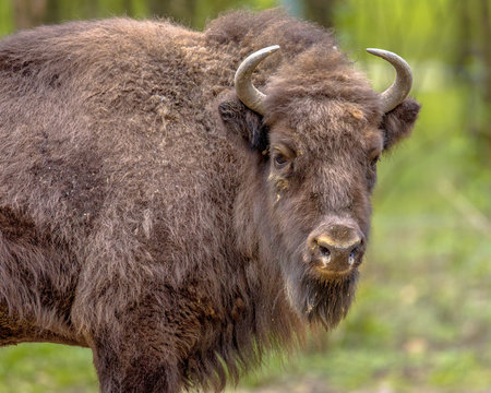 Young Wisent bull looking at camera