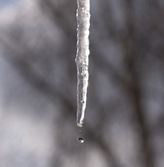 a drop of water fron icicle