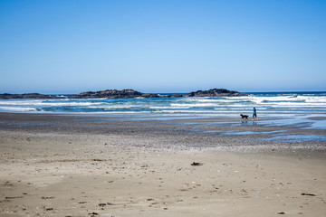 Dog walking along beach on Vancouver Island