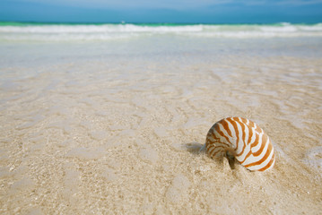 nautilus sea shell on golden sand beach in  soft sun light