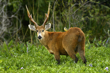 A swamp deer looks intently. Province of Corrientes in Argentina