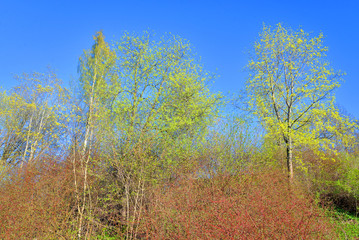 Fototapeta premium Landscape in the park in spring.