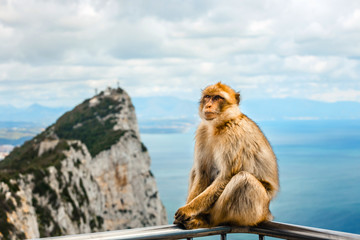 Portrait of a wild female macaque.  Macaques are one of the most famous attractions of the British overseas territory