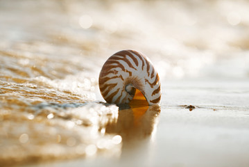  British summer  beach with nautilus pompilius sea shell