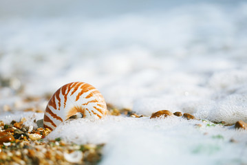  British summer  beach with nautilus pompilius sea shell