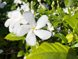 Obraz na płótnie Canvas white plumeria flower