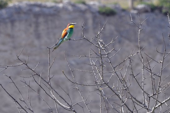 Gruccione (merops apiaster)