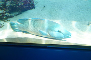 水族館の魚