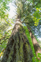 Looking up a very large tree