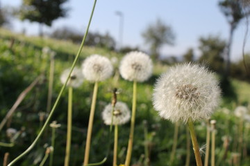 Naklejka premium dientes de leon 