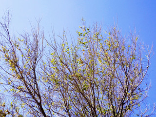 Ramas de árbol sin hojas en otoño en el jardín del parque