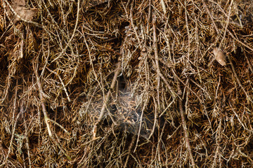 Detailed closuep of hay background
