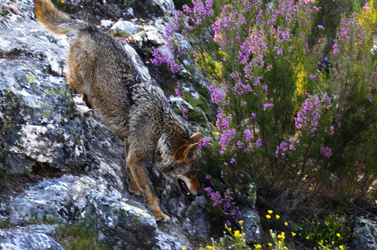 Iberian wolf