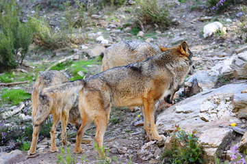 Iberian wolf