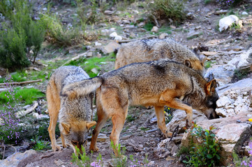 Iberian wolf