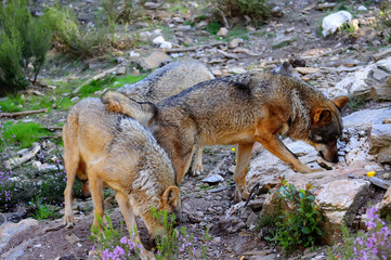 Iberian wolf