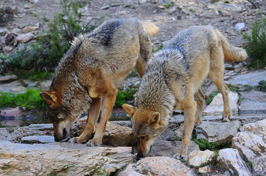 Iberian wolf