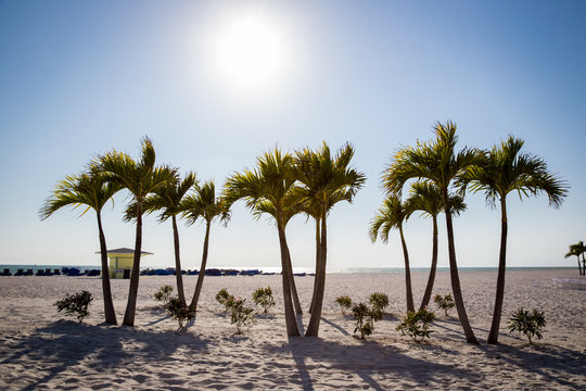 Palm Trees on St. Pete beach