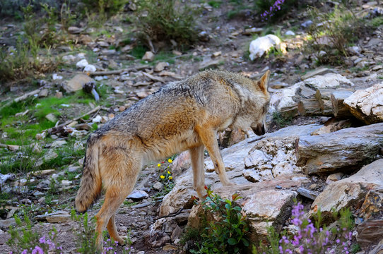 Iberian wolf