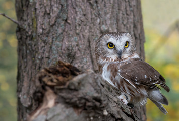 Saw Whet Owl Sitting in a Tree