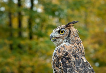 Great Horned Owl with Fall Foliage Background