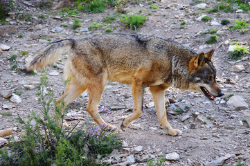 Iberian wolf
