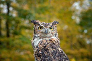 Great Horned Owl with Fall Foliage Background