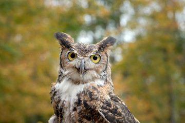 Great Horned Owl with Fall Foliage Background