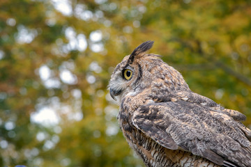 Great Horned Owl with Fall Foliage Background