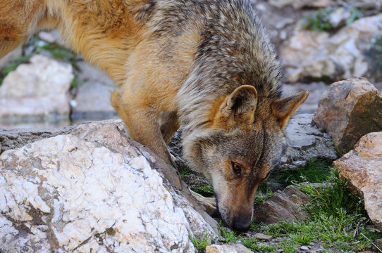 Iberian wolf