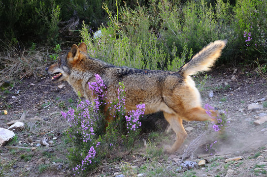 Iberian wolf